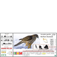 گونه طرلان Northern Goshawk 